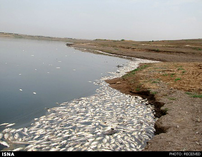 Photo: 2 mln fish found dead in Tehran’s Fashafuyeh dam / Iran