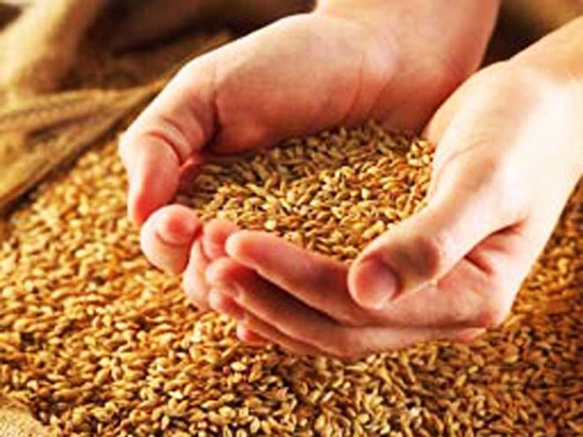 Фото: В Казахстане собрано более 85% урожая зерна / Казахстан