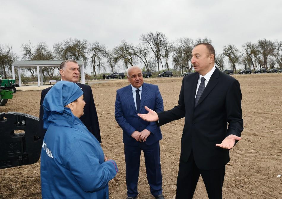 Prezident İlham Əliyev Saatlı rayonunda pambıq sahəsi ilə tanış olub
