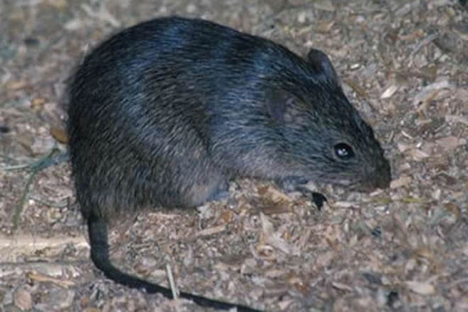 Нашествие мышей и крыс началось на севере Китая - СМИ