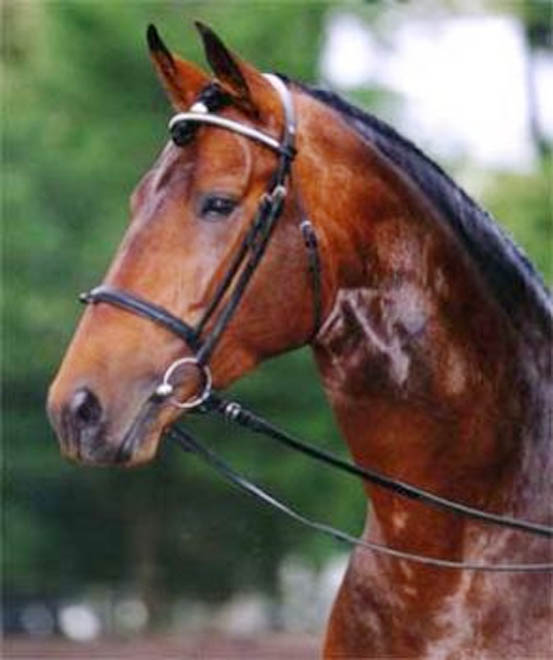 Horse race to be held in Azerbaijan