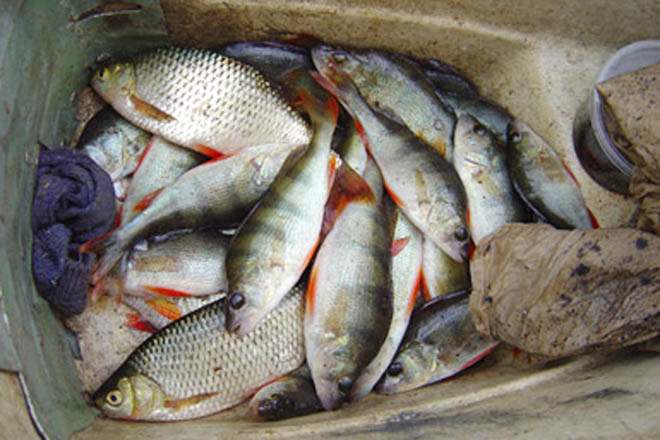 Рыба на улицах Баку - источник заразы и отравлений