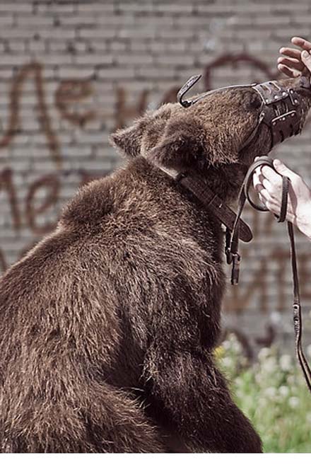 В бишкекском цирке медведь напал на людей, один человек погиб