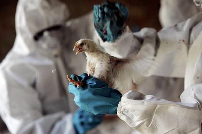 В Южной Кореи проводят дезинфекцию из-за опасности "птичьего гриппа"