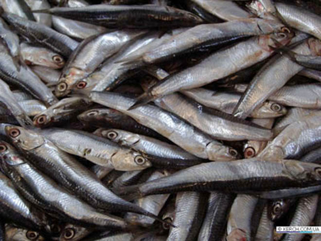 Почти 2 тысячи тонн рыбы погибло в Китае из-за утечки на металлургическом предприятии