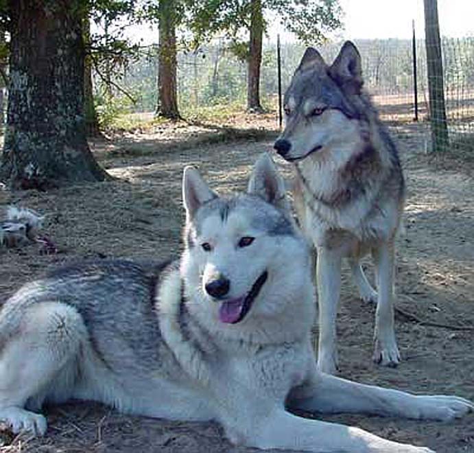 World's 1st cloned wolf dies at age 4