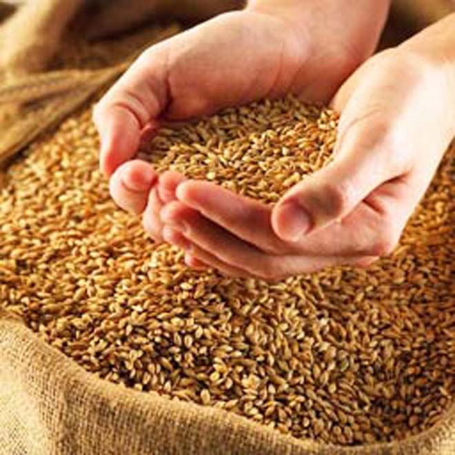Kazakhstan collects 29.5m tons of grains