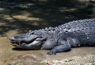 В Уганде крокодил утащил под воду женщину с младенцем