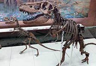 В Аргентине нашли останки динозавров возрастом более 200 млн лет