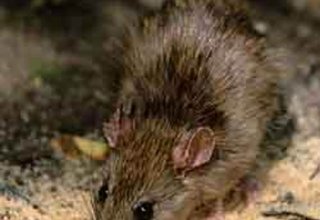 Нейрофизиологи нашли типично человеческую черту поведения у мышей