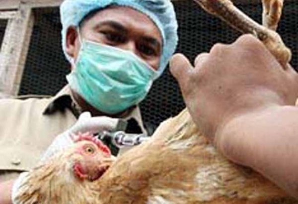 Six million chickens die of bird flu in Iran