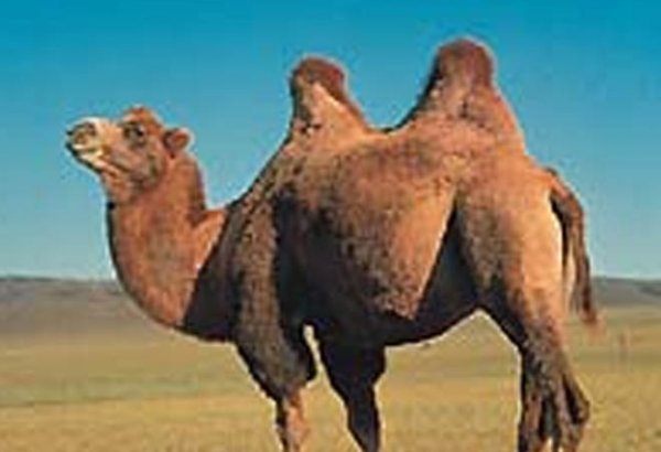 How importing camels help Iran insurers pay less compensation?