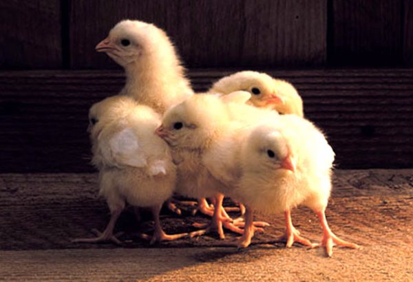 Russia's Yekaterinburg exports large number of chicks to Tajikistan