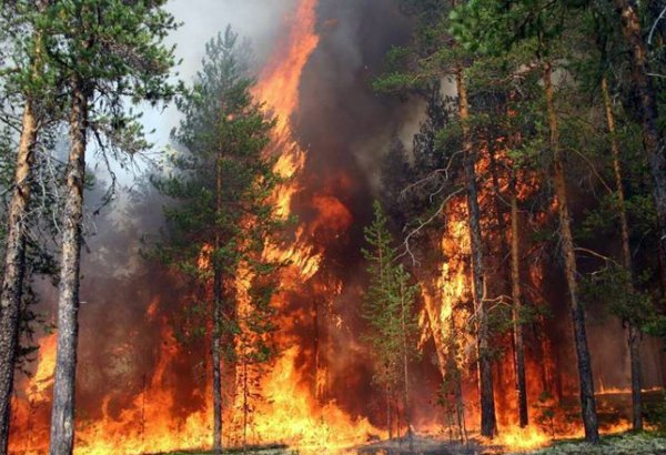На Дальнем Востоке России потушили пять лесных пожаров