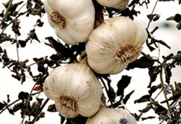 Turkmenistan launches automated garlic sowing