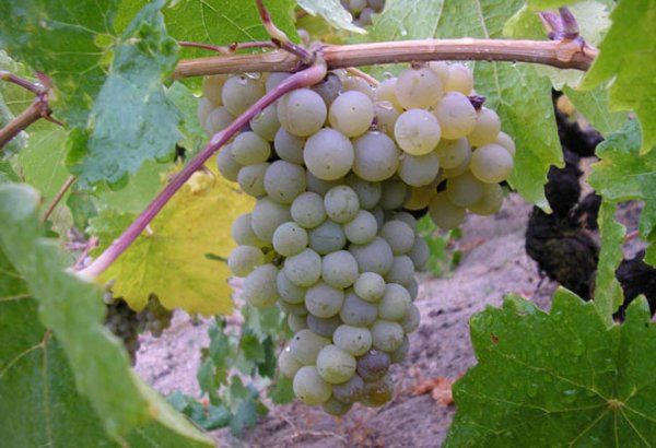 Кахетинские фермеры получат прибыль от сдачи винограда в 60 миллионов лари