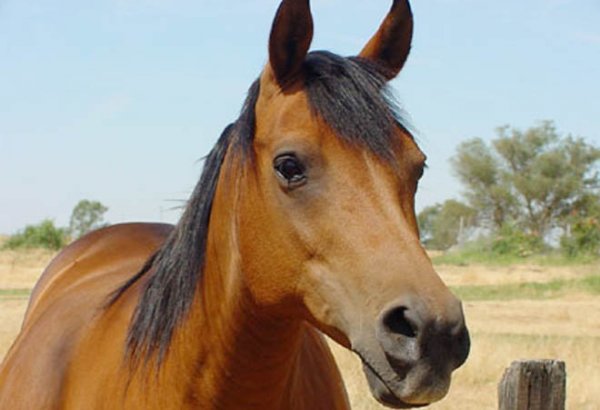 В Азербайджане не планируется введение запрета на продажу конины - Госветслужба
