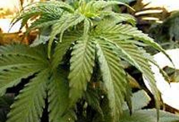 Канада задумалась о легализации марихуаны