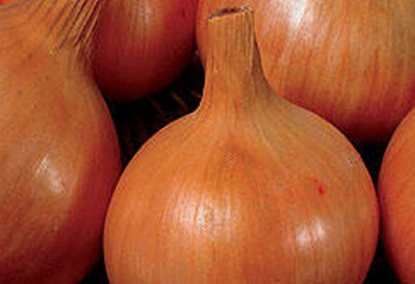 Onions maintain champion among Uzbekistan's top exports