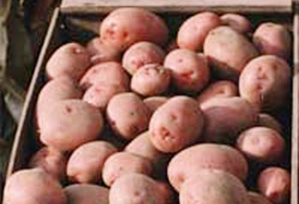 Iran's potatoes exported to Azerbaijan, Russia and Persian Gulf countries