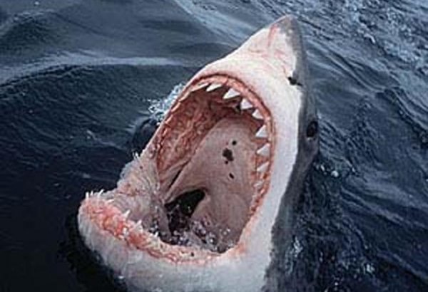 В Австралии на пляже нашли зубы гигантской мега-акулы