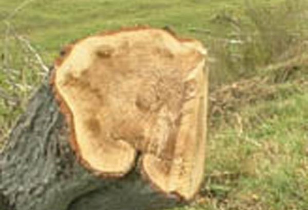 Компания оштрафована за незаконную вырубку деревьев в одном из районов Баку
