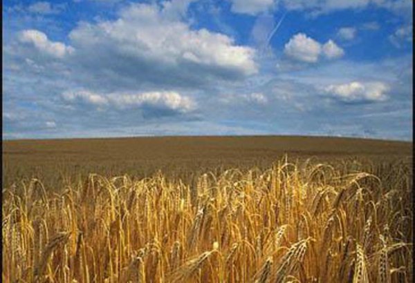 Guaranteed wheat purchases from local farmers in Iran revealed