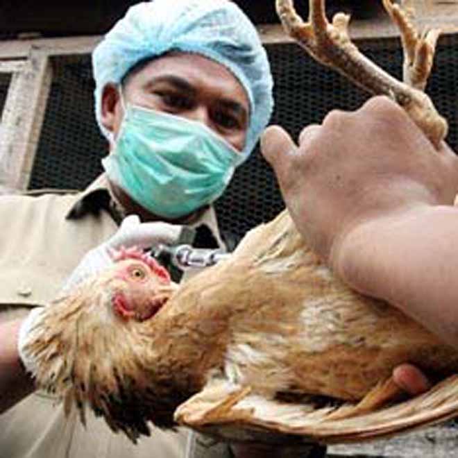Six million chickens die of bird flu in Iran