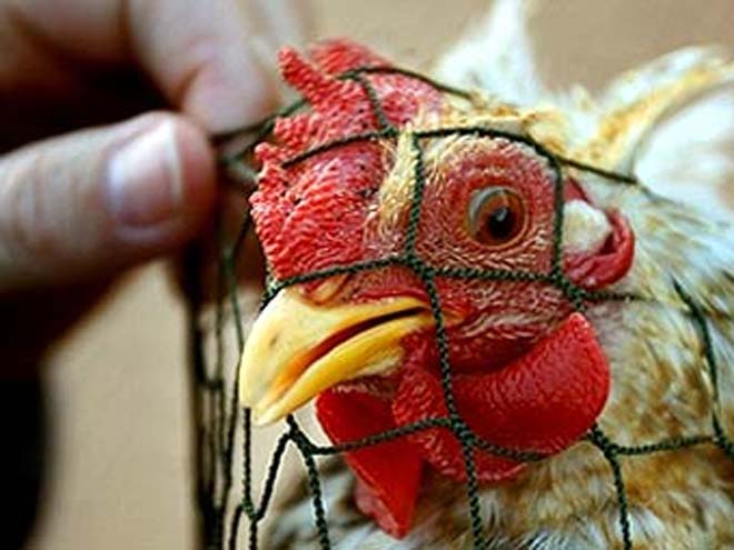 State Veterinary Service:     Azerbaijan   Has Nothing to do with Appearance of ‘Bird Flu’ Near Moscow