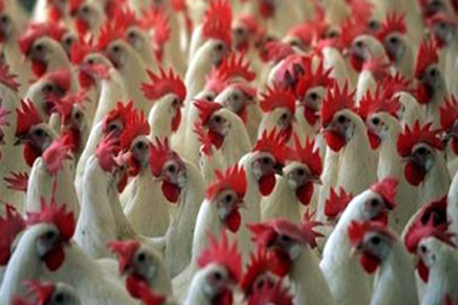 Azerbaijani Poultry Farmers not Raising Production Prices