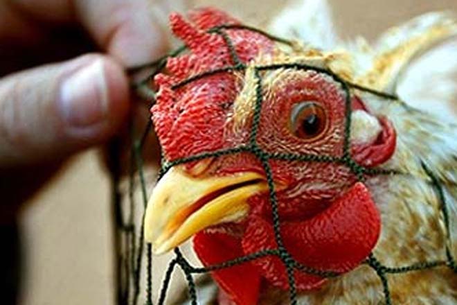 No Bird Flu Found During Monitoring in   Azerbaijan