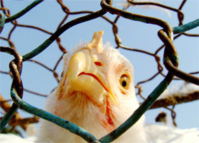 Azerbaijan Imposes Ban on Import of Poultry Products from Iran
