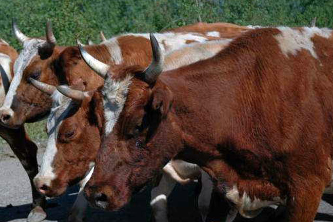 Cost of cattle killed due to dangerous diseases to be reimbursed