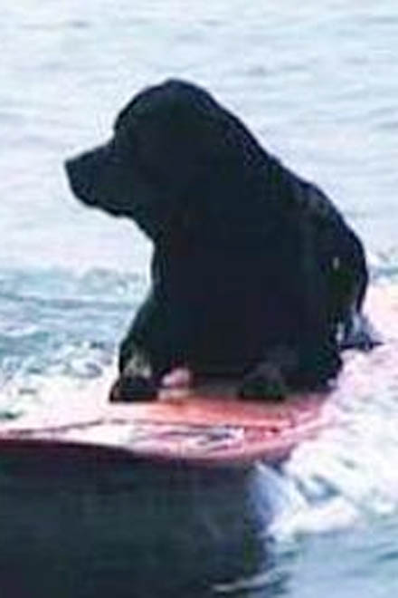 В Калифорнии провели собачий серфинг