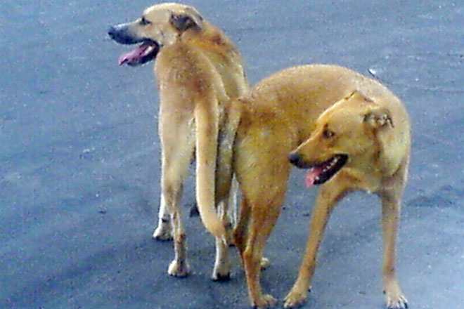Собак дочери Берлускони отравили крысиным ядом