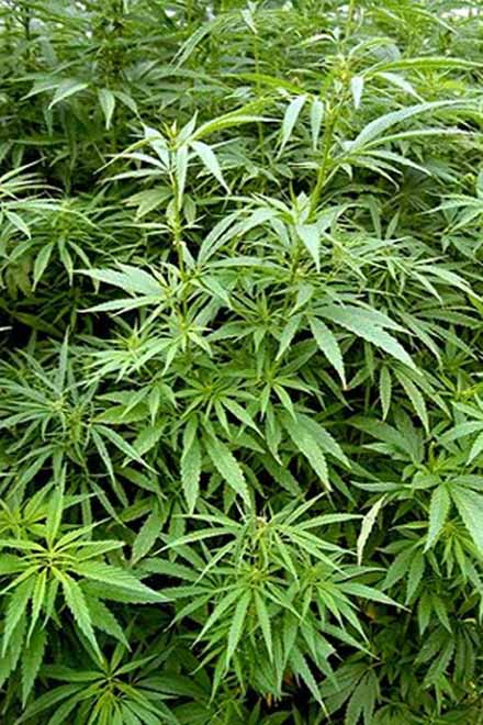 Population of Kyrgyzstan actively grows narcotic plants