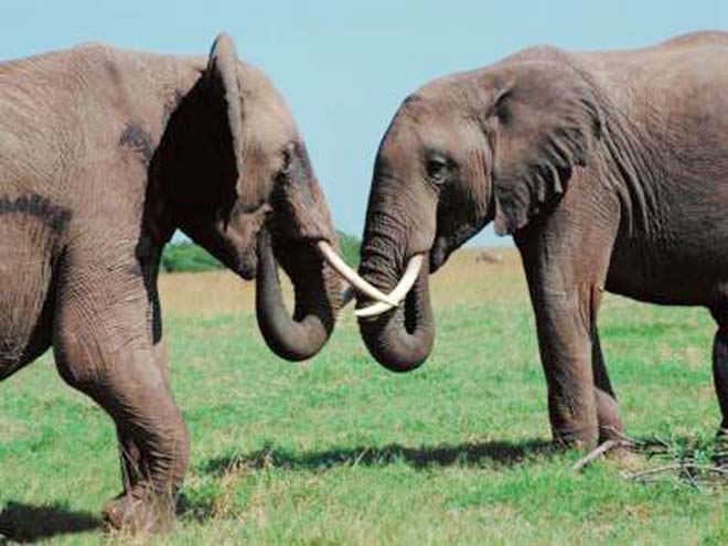 Smuggled African elephant tusks seized in Vietnam