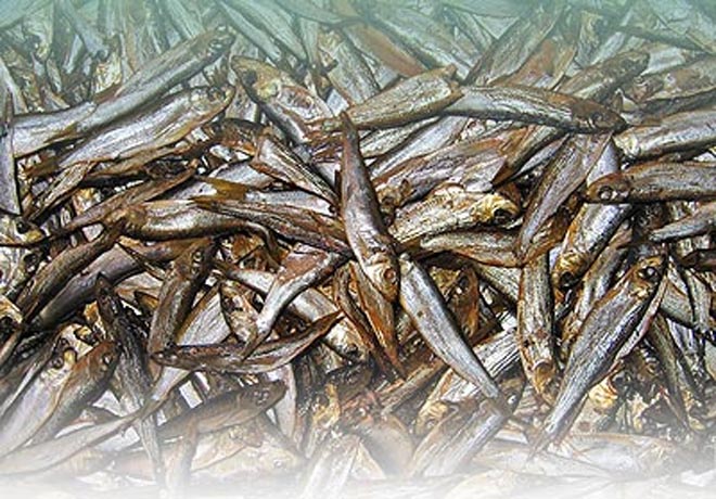 Определена квота вылова осетровых рыб в Каспийском море