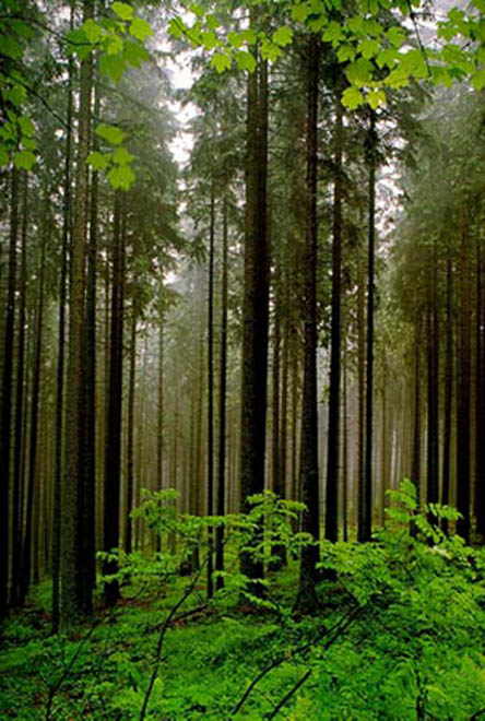 ENPI FLEG supports improving Azerbaijani forest legislation
