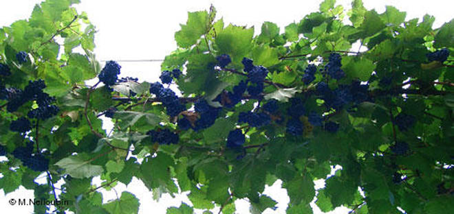 В Баку грабители попали в дом, взобравшись по виноградной лозе