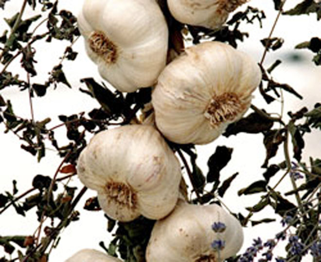 Georgia sees increase in garlic imports