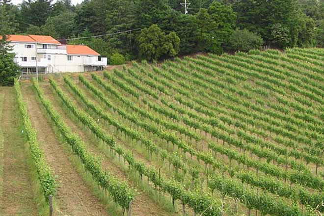 Грузия начинает подготовку к сбору винограда
