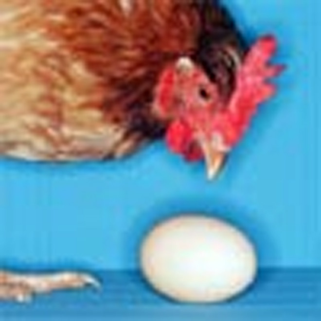 Цены на птицу и яйца вновь поднимутся