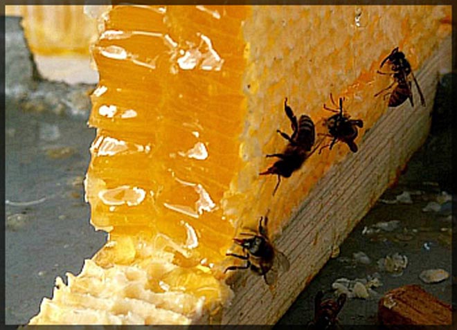 Kyrgyzstan exports 115 tons of honey in 2009