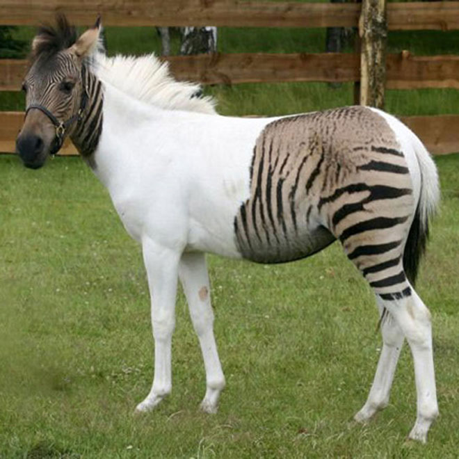 В Германии родилась зебра-лошадь