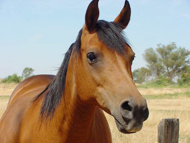 В Азербайджане не планируется введение запрета на продажу конины - Госветслужба