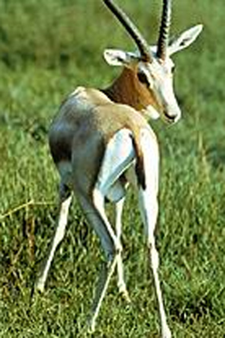 Azerbaijan will resettle gazelles in historical habitats