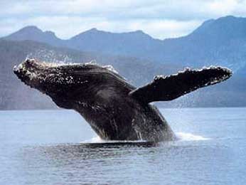 Пятьдесят китов выбросились на берег в Аргентине