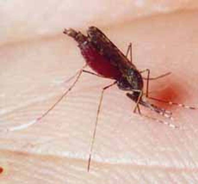 Малярия в Азербайджане сходит на нет?