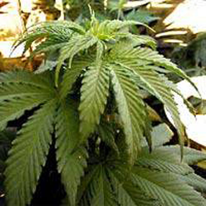 Избиратели американского штата Аризона одобрили использование марихуаны в медицинских целях